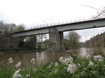 SX22025 Wood Anemones (Anemone nemorosa) at railway bridge over river Wye.jpg